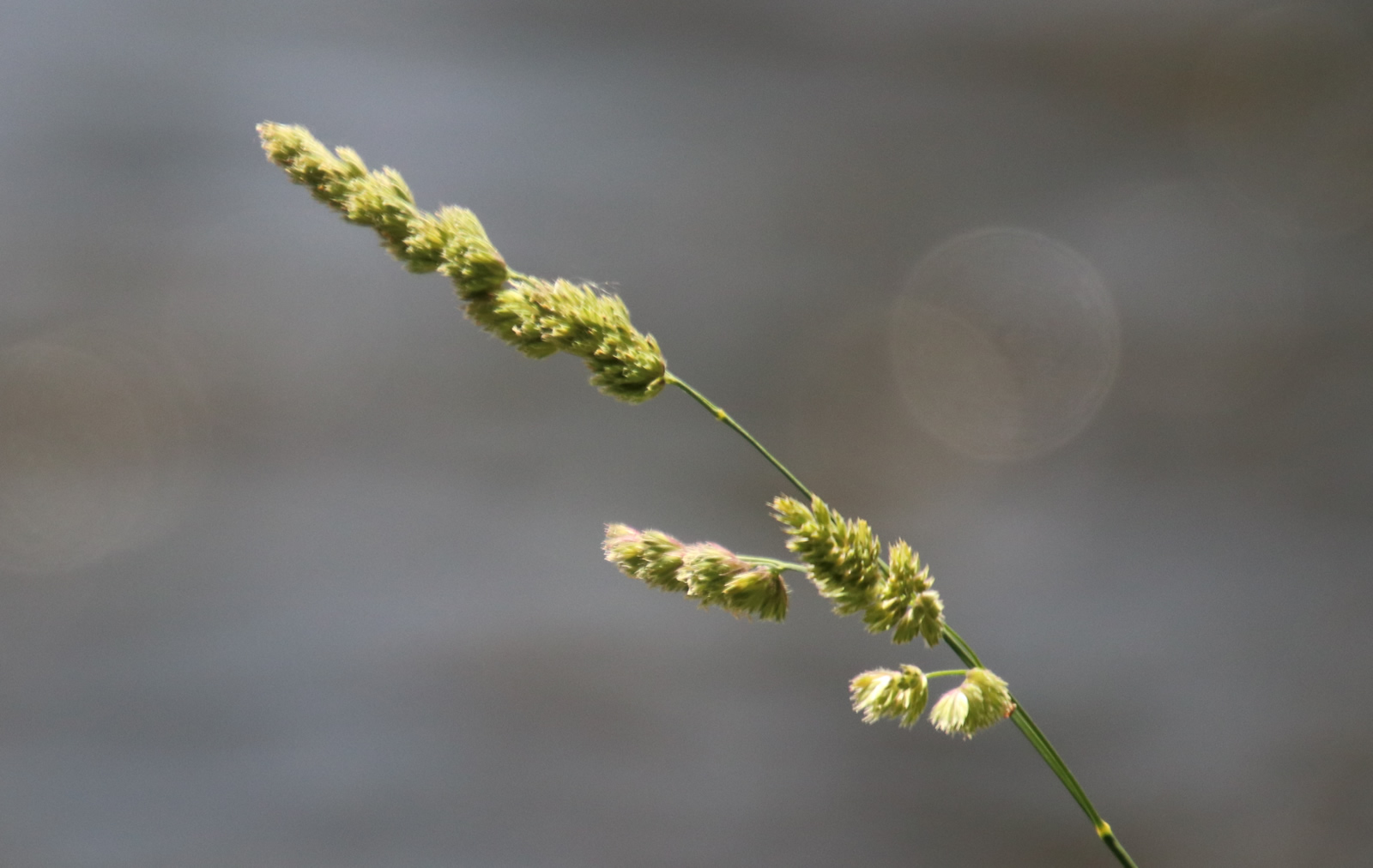 2017 12 16 Omarama 1226